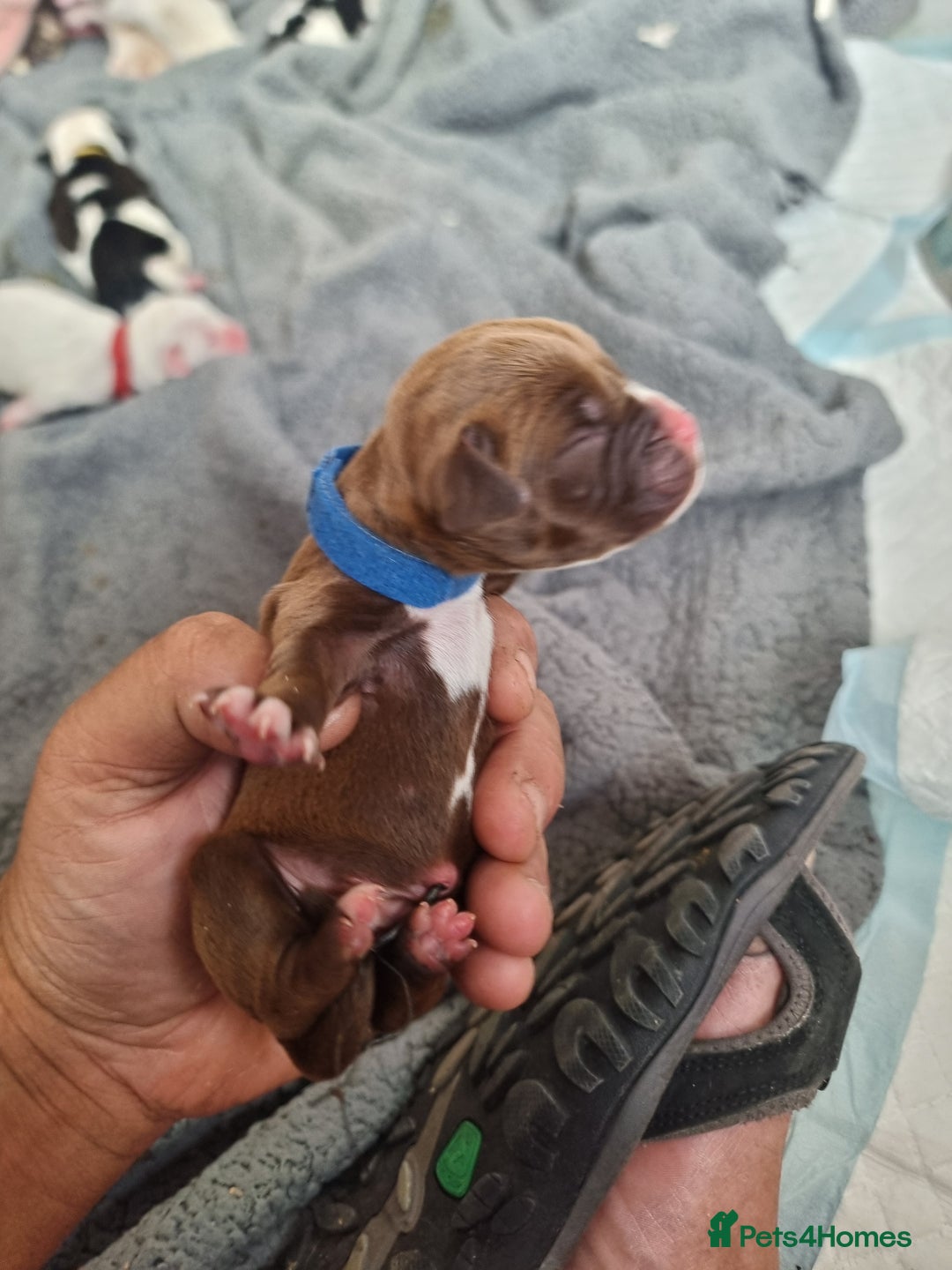 Mixed Breed dogs for sale: Cockerbull - Image 7