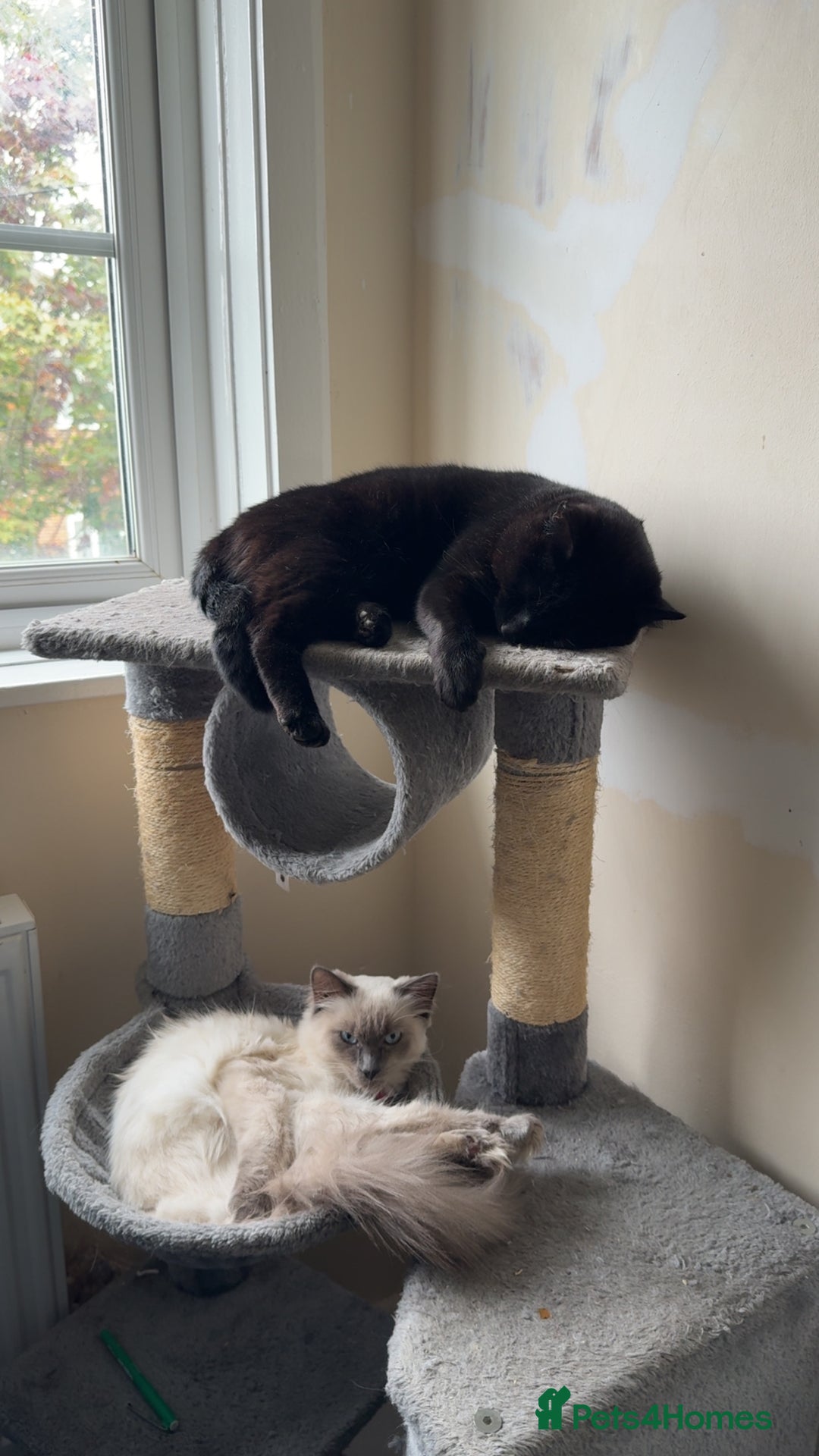 Mixed Breed cats for sale: Kitten 1 male 1 female  - Advert 6