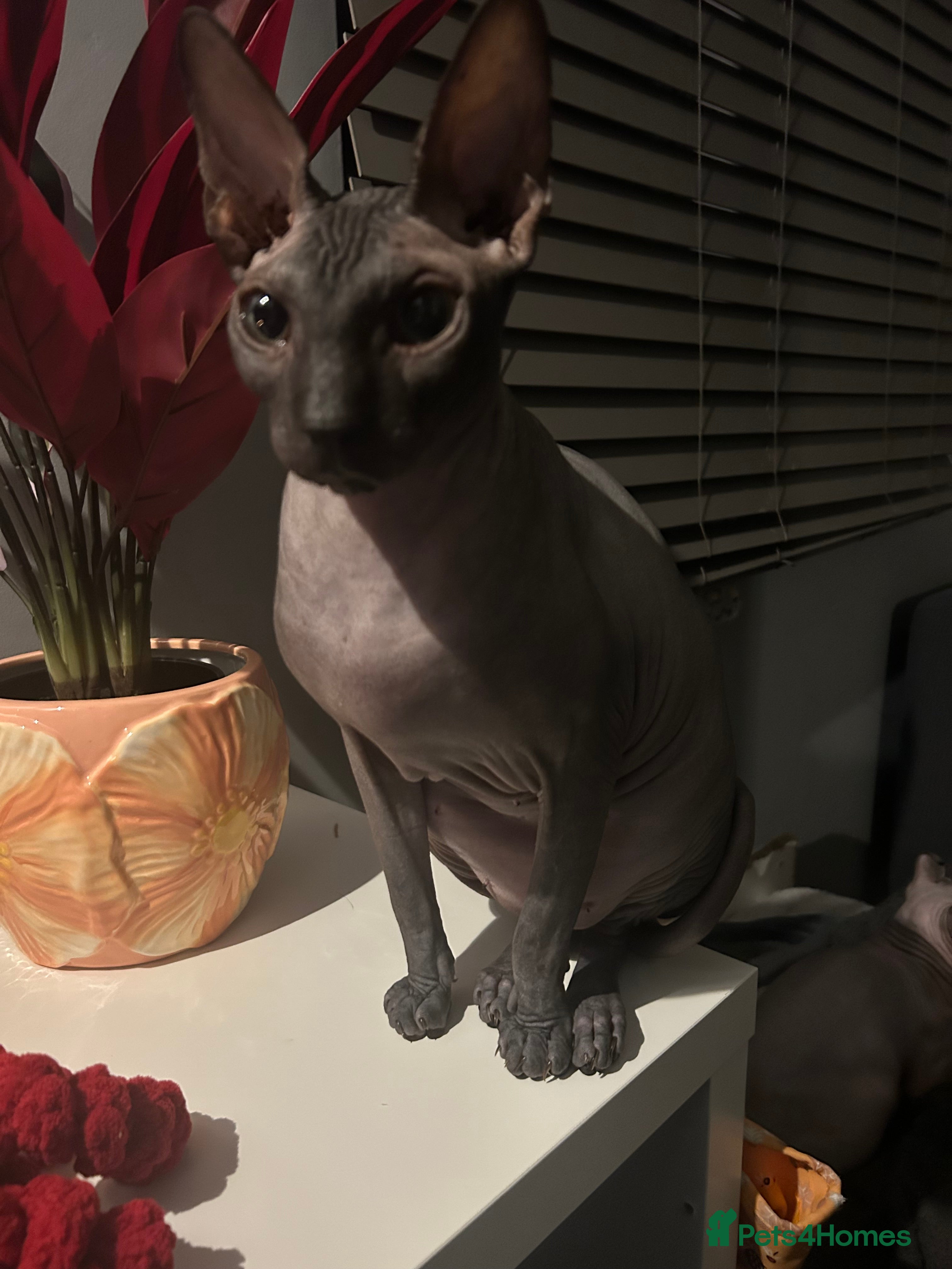 Sphynx cats 4 year old male sphynx  - Advert 1