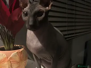 Sphynx cats 4 year old male sphynx - Advert 1
