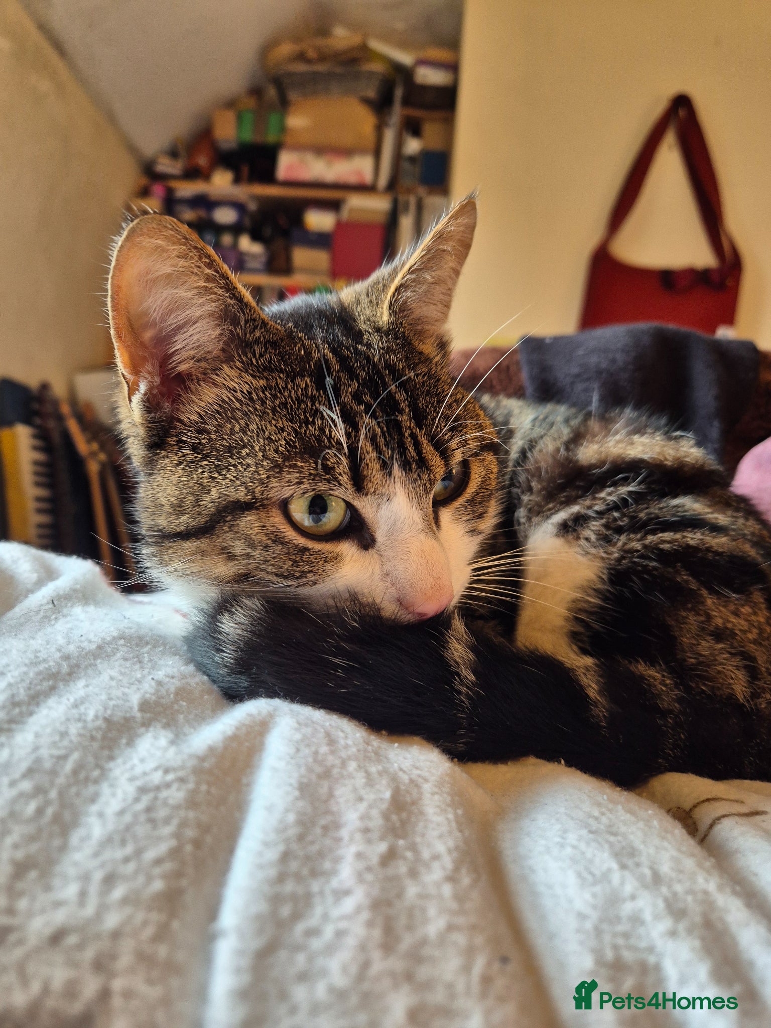 Mixed Breed cats 2 year old male tabby - Advert 12