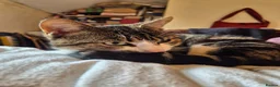 Mixed Breed cats for sale: 2 year old male tabby - Advert 1