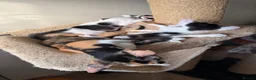 Oriental cats for sale: Pedigree GCCF Oriental Kittens  - Advert 16