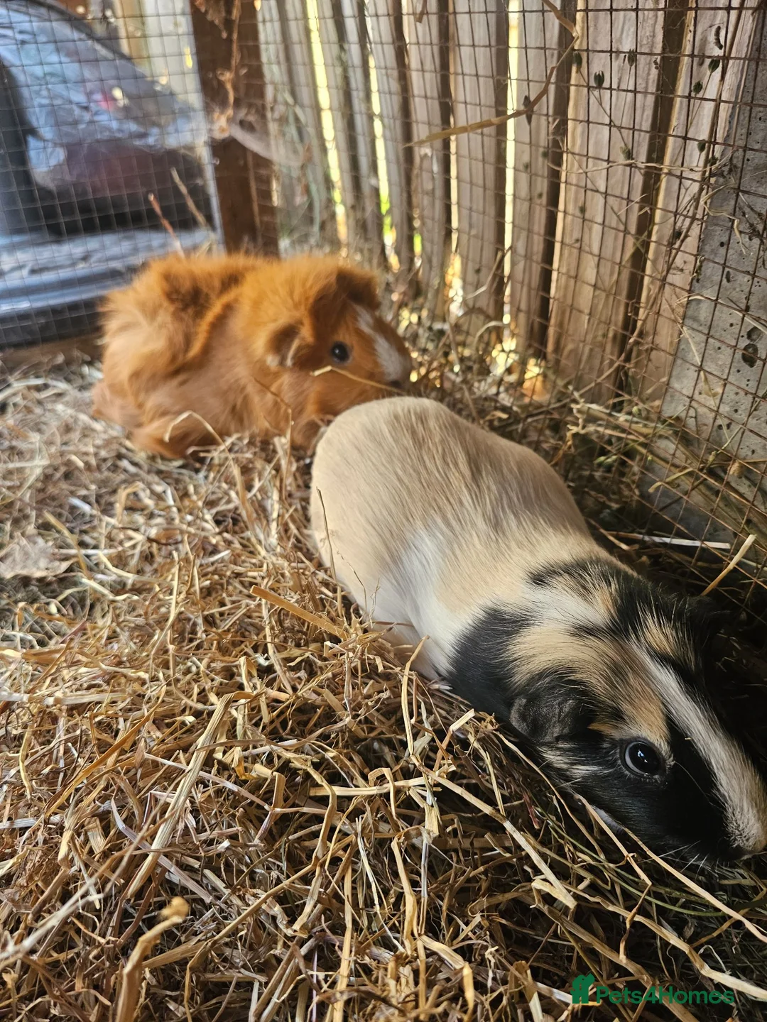 Guinea Pig rodents for sale: 3 female Guinea pigs for sale - Advert 2