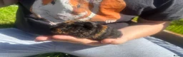 Guinea Pig rodents for sale: Baby Boy/Boar & Baby Girl/Sow Guinea Pigs, Teddy - Advert 10