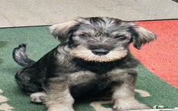 Schnauzer dogs for sale: Fully vaccinated, female standard schnauzer  - Image 1