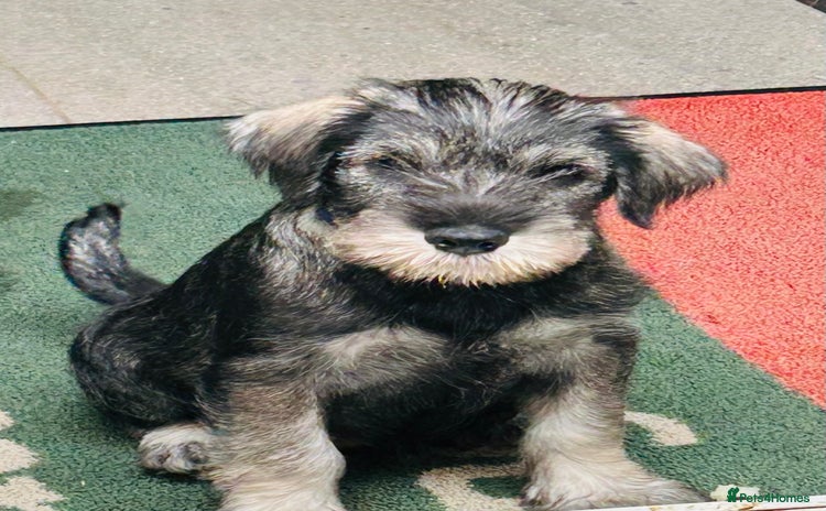 Schnauzer dogs - Advert 1