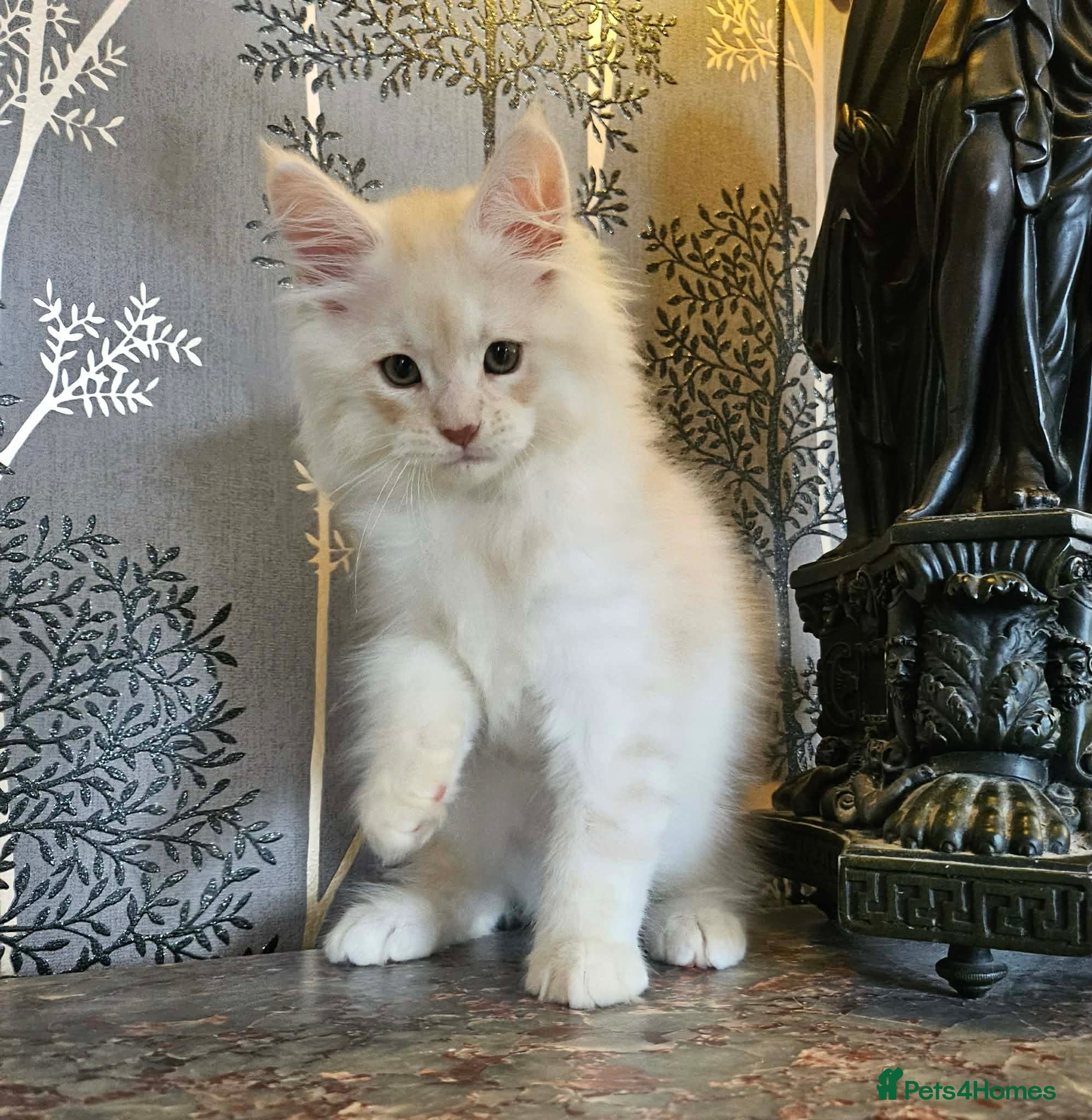 Maine Coon cats XXL Exceptional Pedigree Kittens Russian line - Advert 9