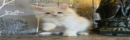 Maine Coon cats for sale: THIS LITTER ALL SOLD😸😸😸NEXT LTTER AUGUST 2026 - Advert 11