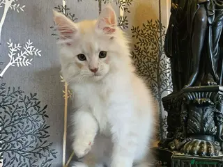 Maine Coon cats XXL Exceptional Pedigree Kittens Russian line - Advert 9