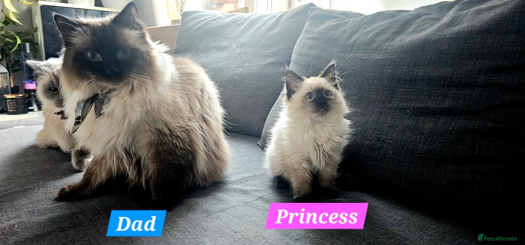 Ragdoll cats for sale: Ragdoll kitten purebred chocolate point LAST GIRL - Advert 5