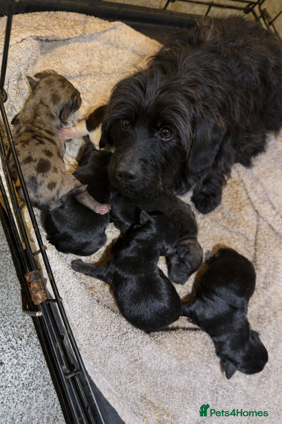 Mixed Breed dogs for sale: Doxipoo puppy  - Advert 5