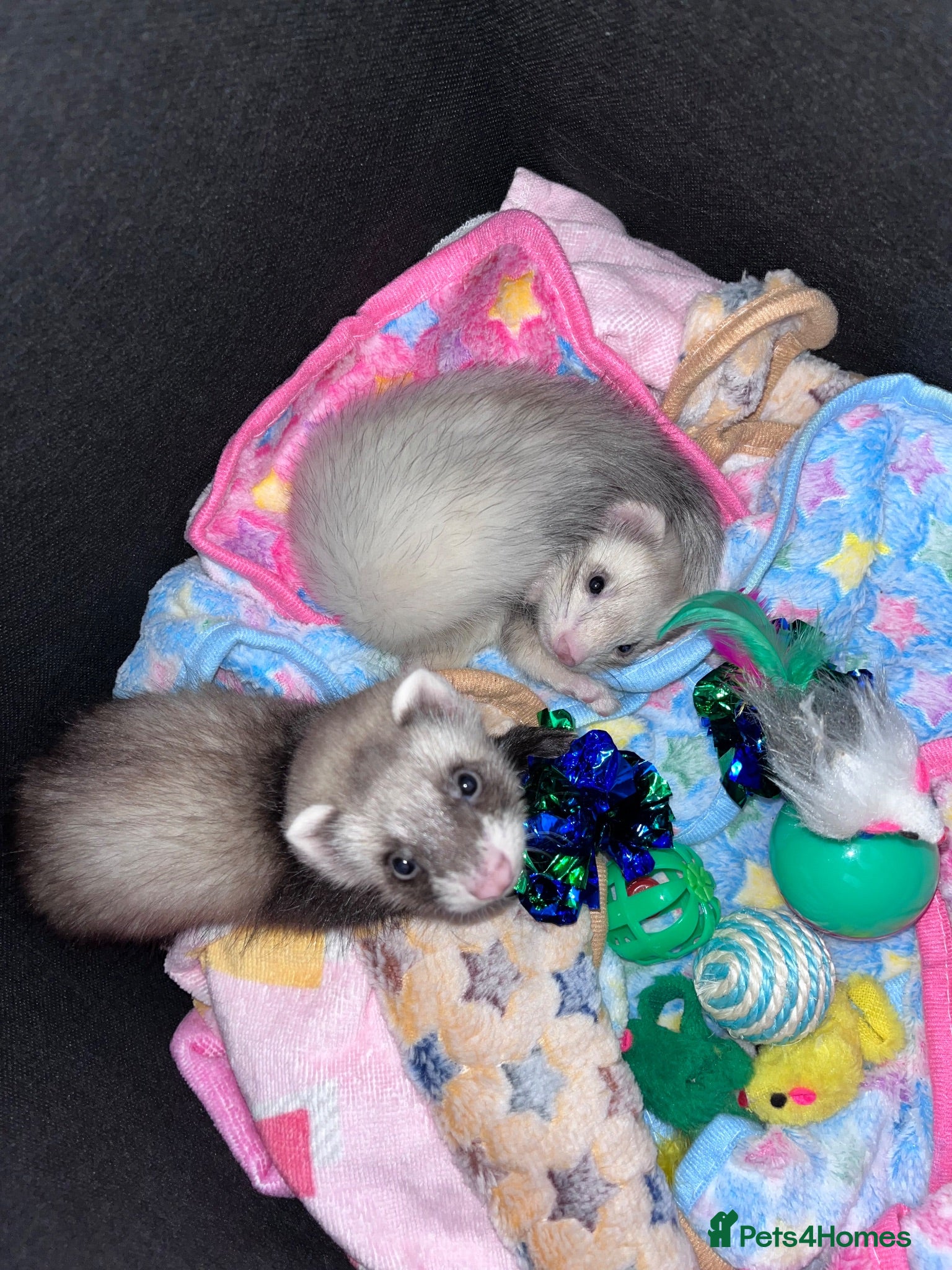 Ferret rodents 2 male Kits + set up  - Advert 5