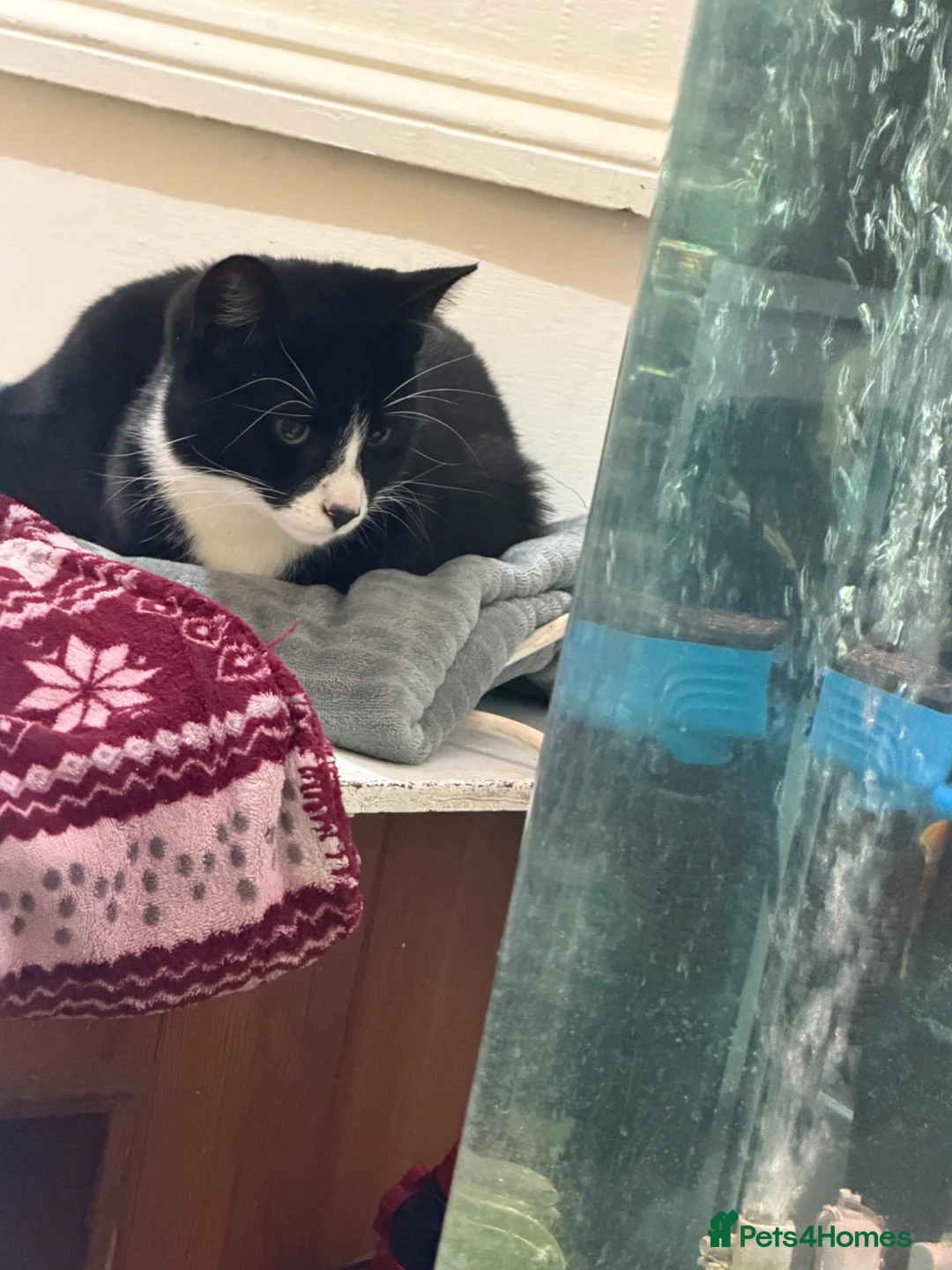 Mixed Breed cats for sale: Black and white cat - Advert 2