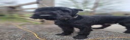 Giant Schnauzer dogs for sale: Giant Schnauzer Puppies  - Advert 9