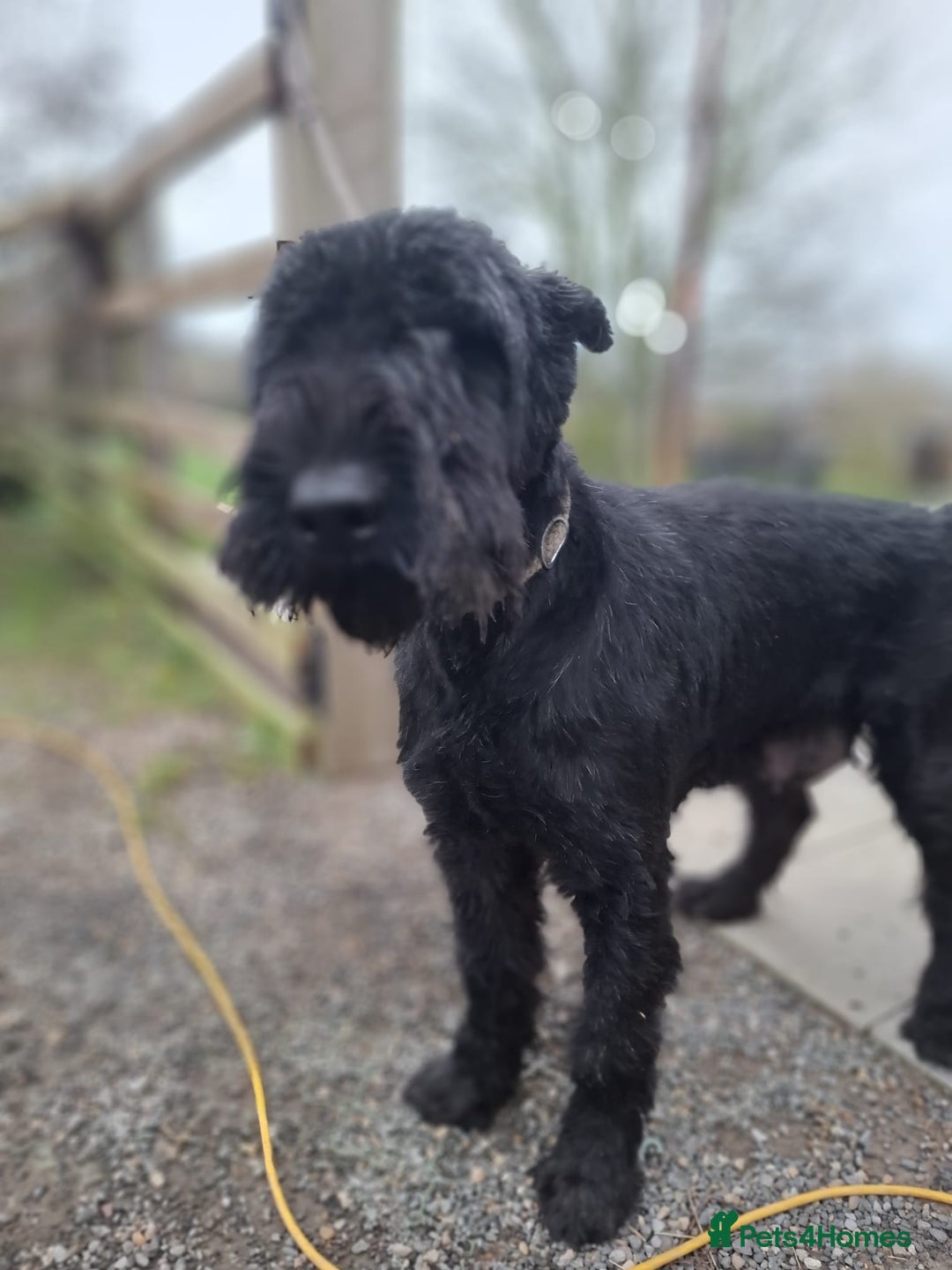 Giant Schnauzer dogs for sale: Giant Schnauzer Puppies  - Advert 9