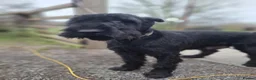 Giant Schnauzer dogs for sale: Giant Schnauzer Puppies  - Advert 9