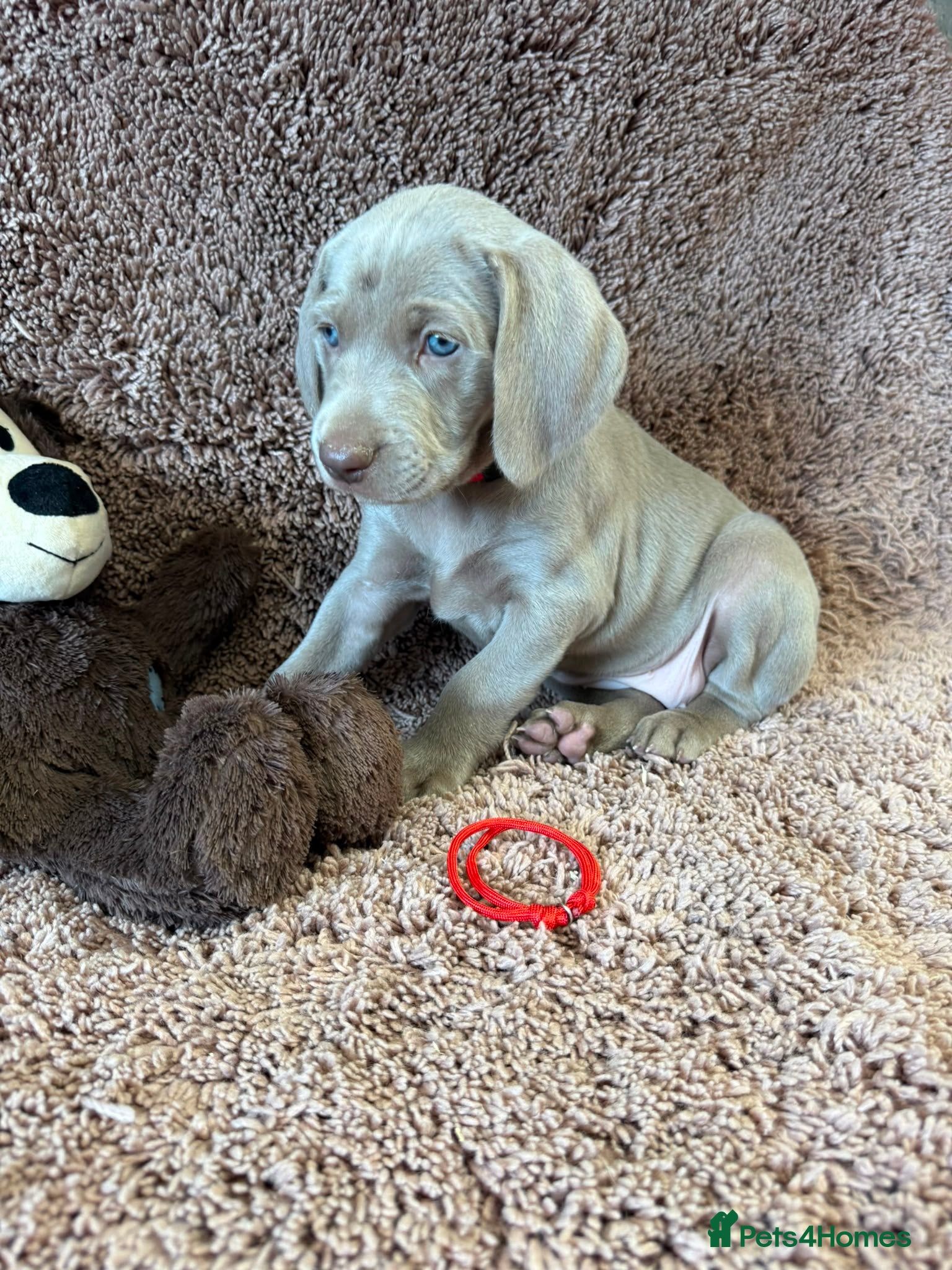 Weimaraner dogs Weimaraner Silver Grey Girl Pup - showline - Advert 1