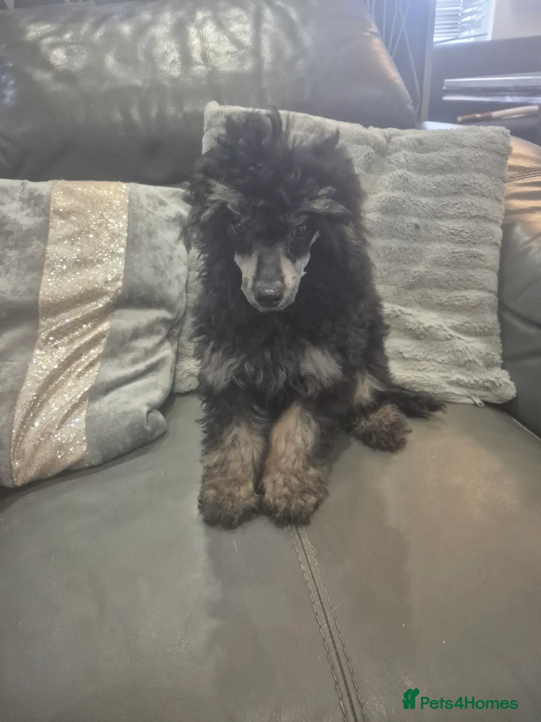 Toy Poodle dogs for sale: Poodle boys (toy x aisan) - Advert 17