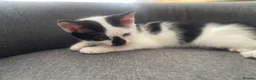 Mixed Breed cats for sale: cute kittens ready for a new home now  - Advert 18