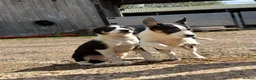 Border Collie dogs for sale: Pedigree border collie puppies  - Advert 14