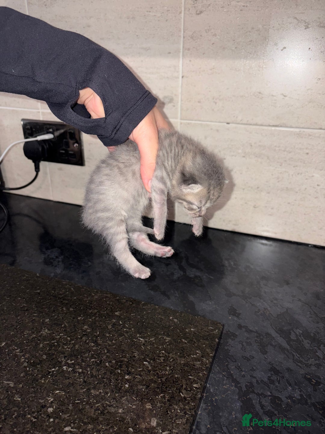 Bengal cats for sale: Bengal mixed Tabby - Advert 5