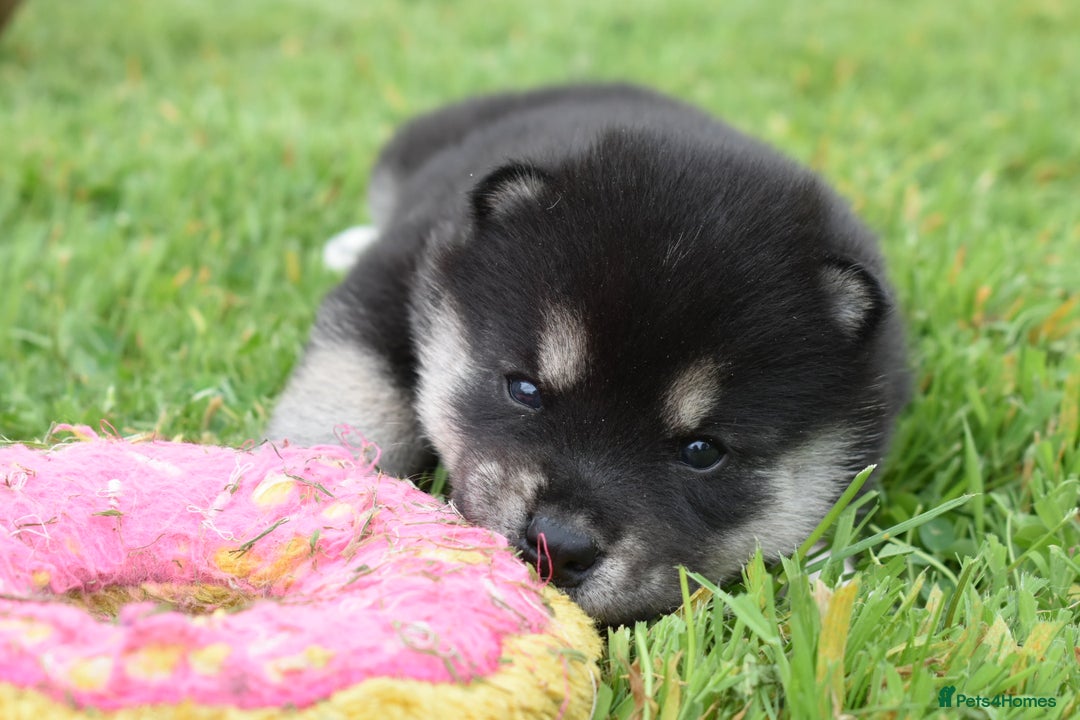 Chow Chow dogs for sale: Genuine Teddy Bear Chowski Puppies - Image 29
