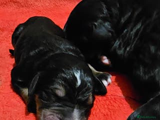 Bernedoodle dogs Quality F1 Bernedoodle pups - Advert 2