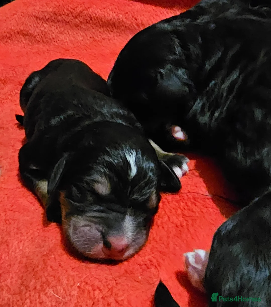 Bernedoodle dogs for sale: All currently reserved! Quality F1Bernedoodle pups - Advert 4