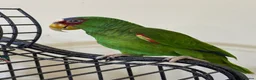 Parrots birds for sale: Amazon white fronted in Slough - Advert 7