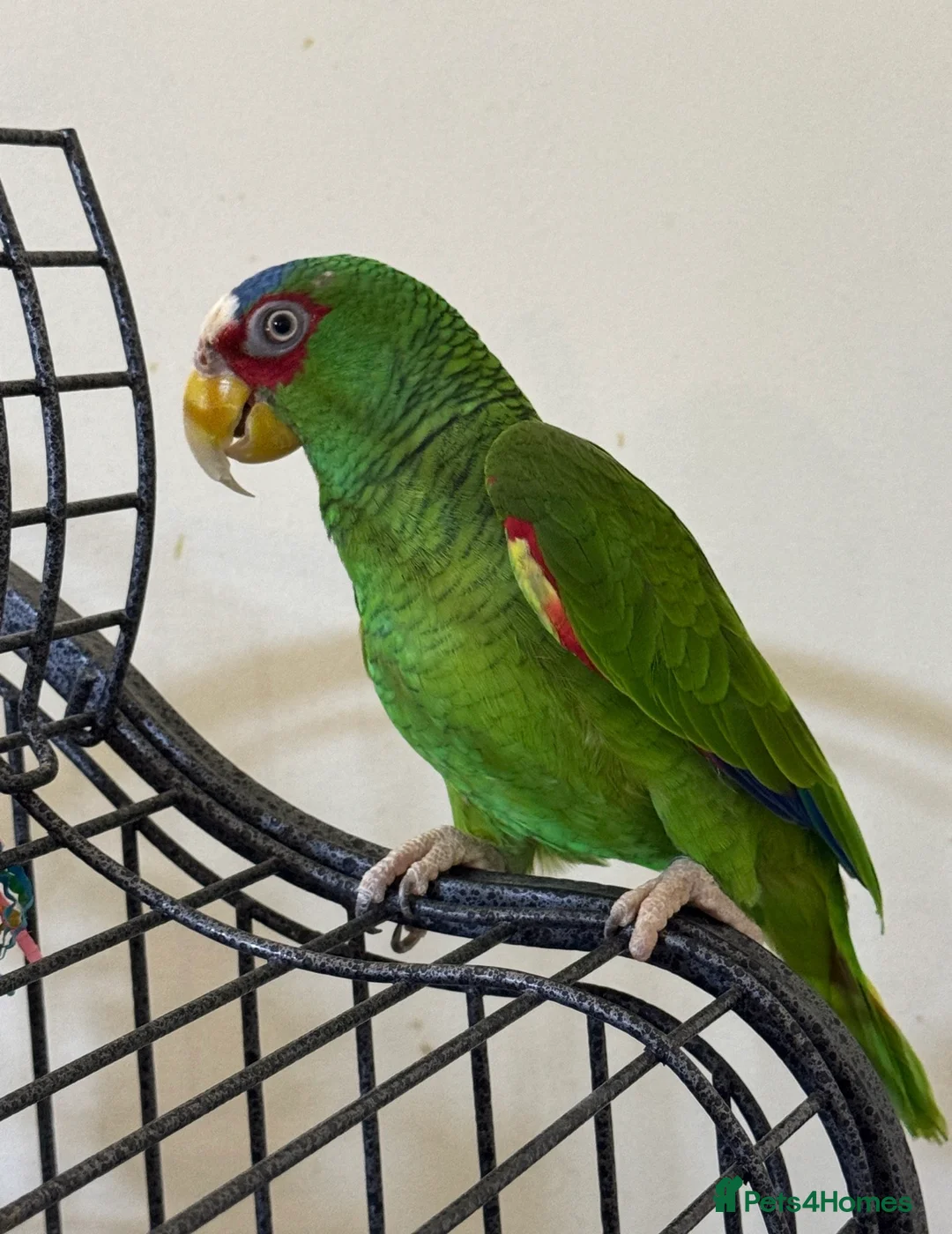 Parrots birds for sale: Amazon white fronted in Slough - Advert 7