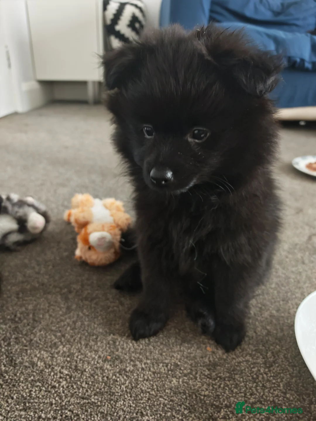 Pomeranian dogs for sale: Pomeranian for sale - Advert 2