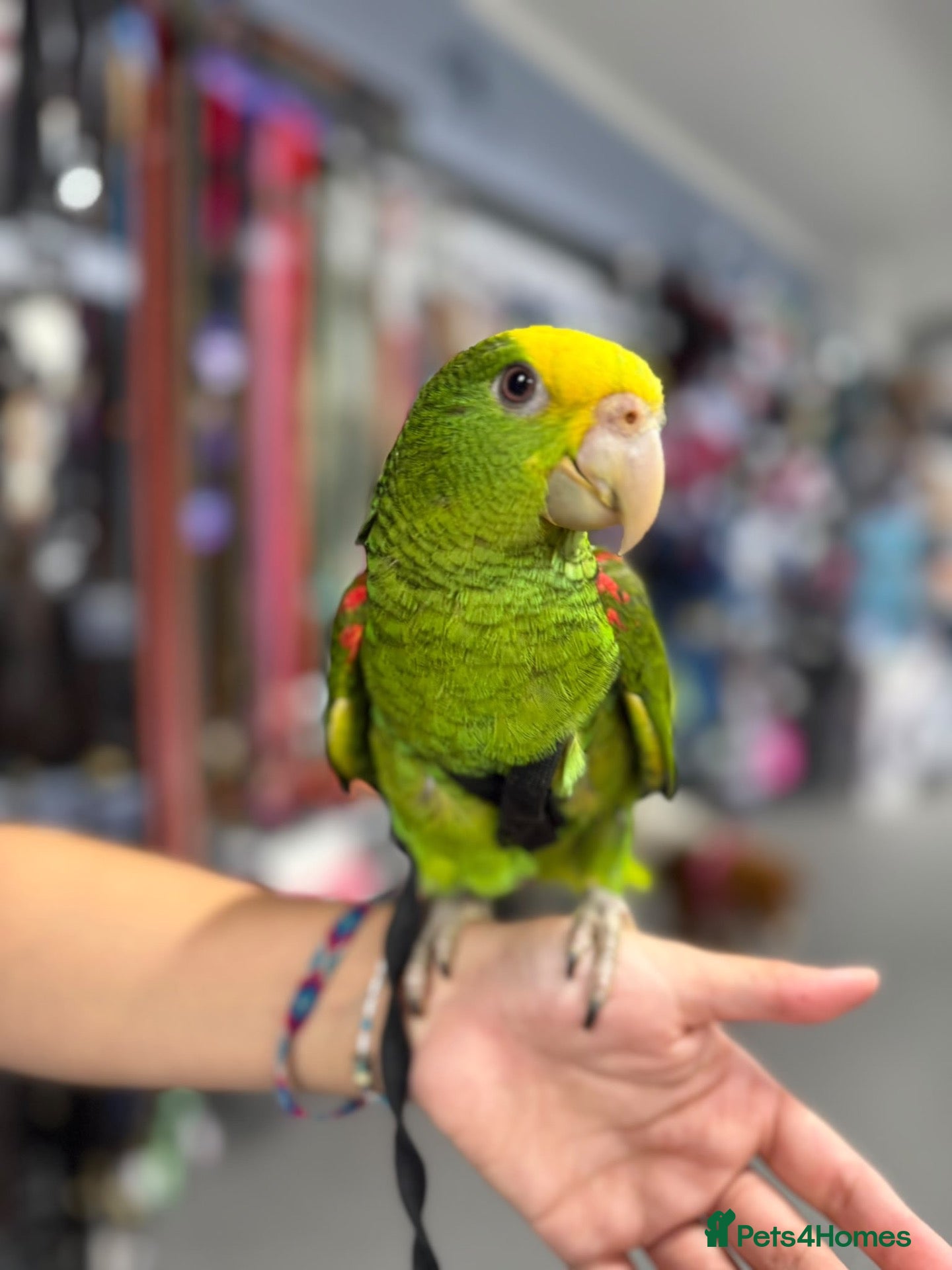 Parrots birds Gorgeous baby hand reared Double Yellow Amazon - Advert 1