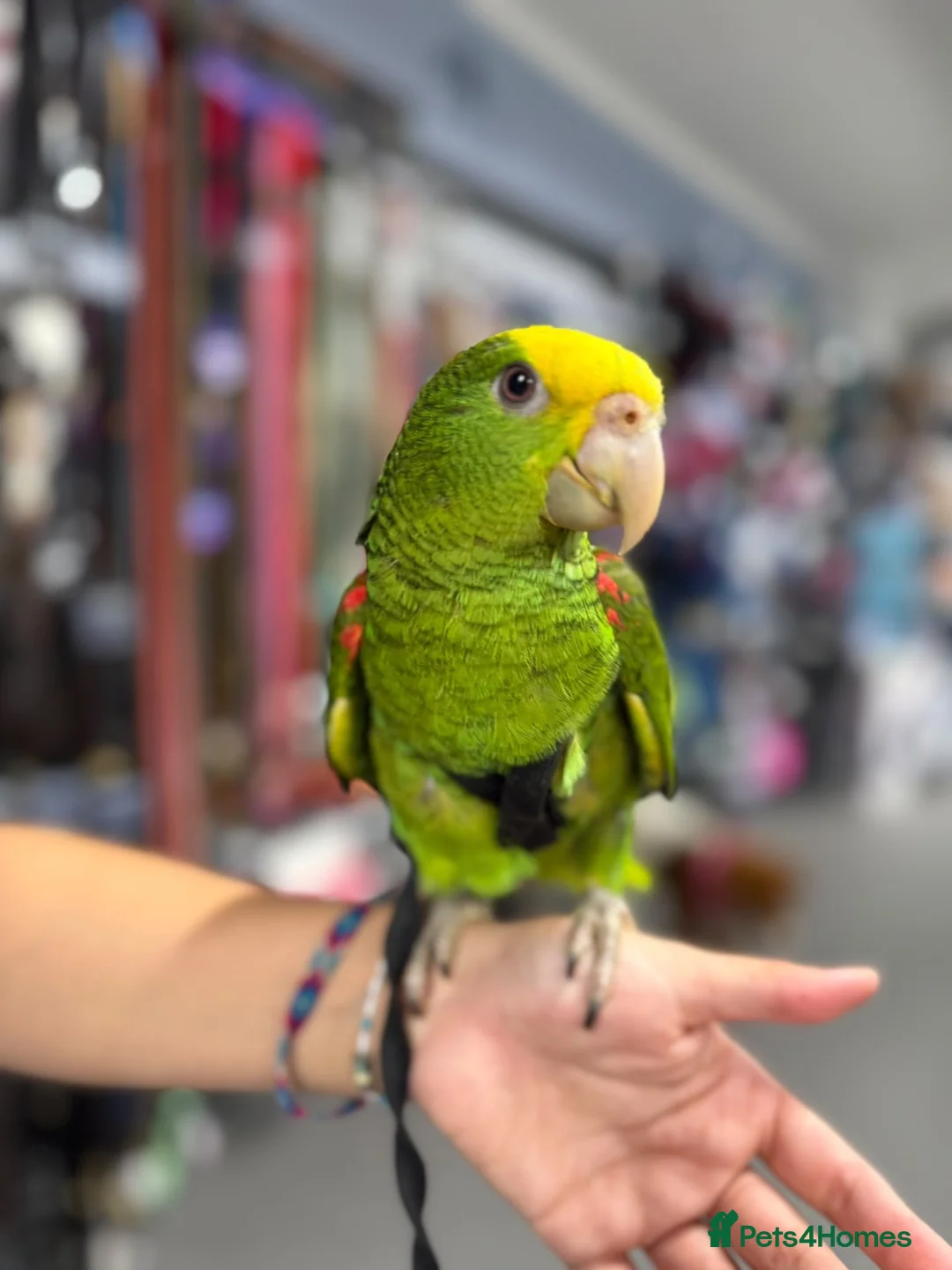 Parrots birds for sale: Gorgeous baby hand reared Double Yellow Amazon - Advert 1