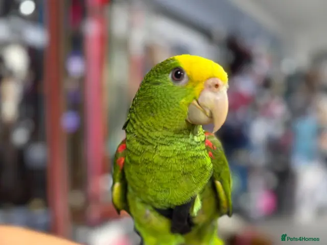 Parrots birds for sale: Gorgeous baby hand reared Double Yellow Amazon - Advert 1