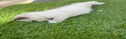 Ragdoll cats for sale: Ragdoll kittens  - Advert 5