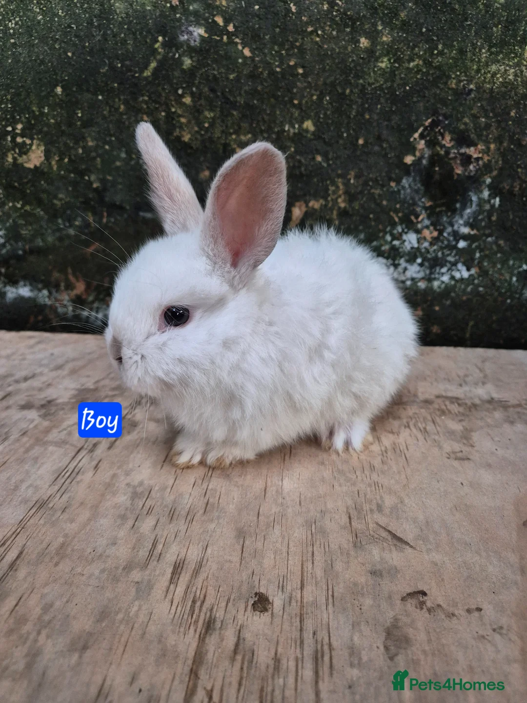 Mini Lop rabbits for sale: Baby Bunnies looking for new homes - Advert 2