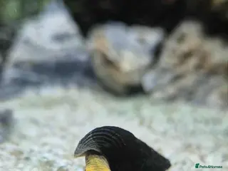 Other/Mixed Breed fish PLEASE READ DESCRIPTION Various fish for sale - Advert 3