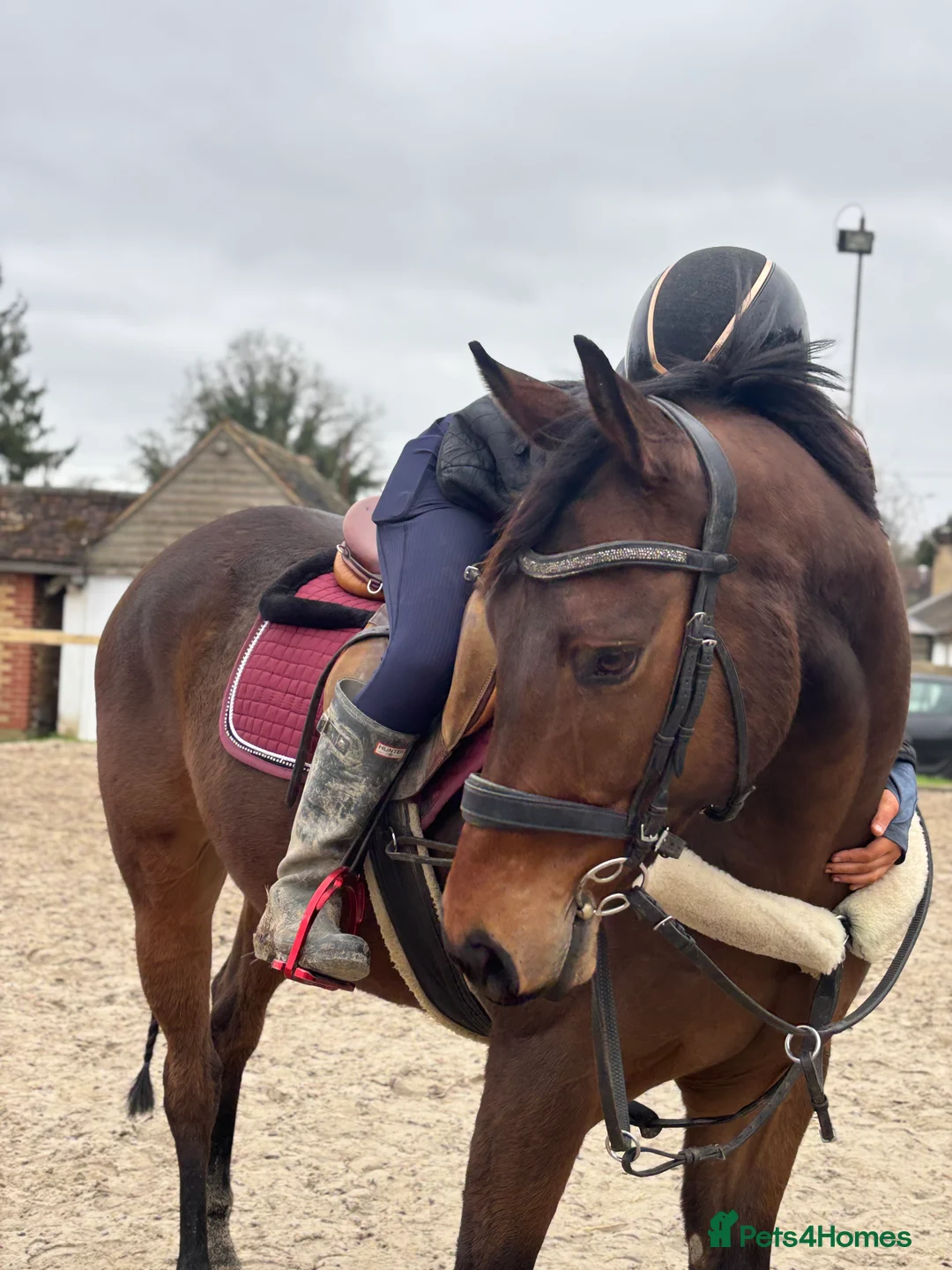 Irish Thoroughbred horses for sale: Safe all rounder  in Crawley - Advert 1
