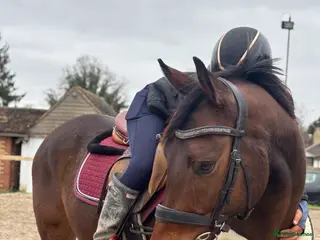 Irish Thoroughbred horses Safe all rounder - Advert 1