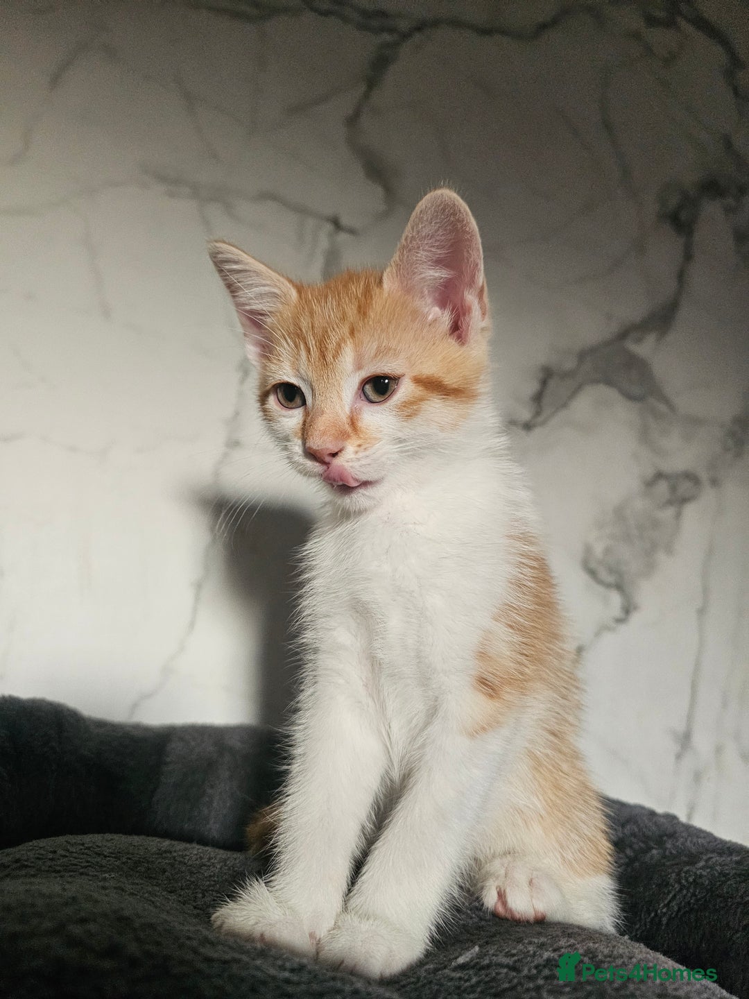 Mixed Breed cats for sale:  3 Adorable Kittens Ready for Their Forever Homes - Image 7