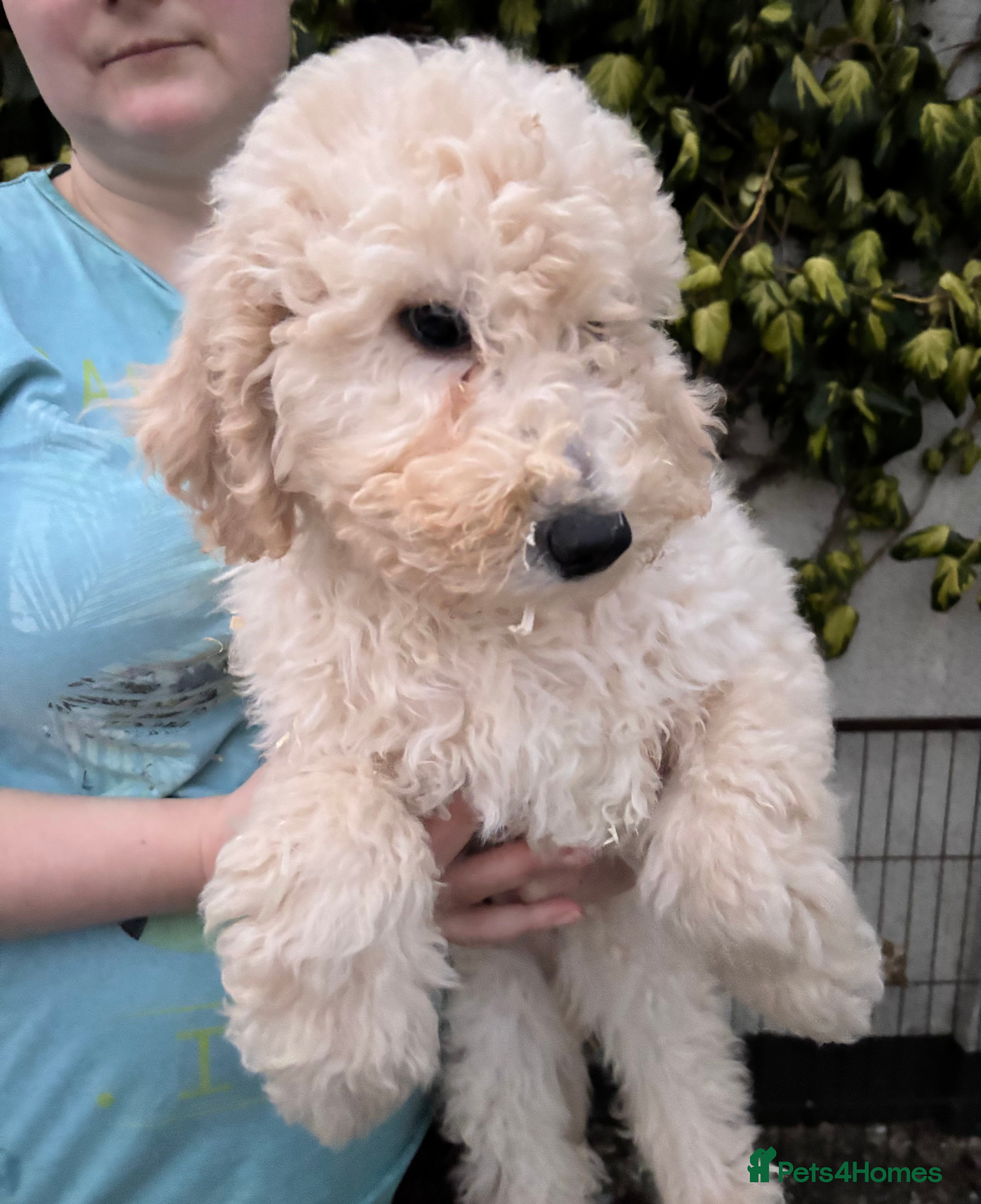 Goldendoodle dogs Goldendoodle pups - Advert 5