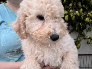 Goldendoodle dogs Goldendoodle pups - Advert 3