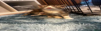 Domestic Shorthair 1