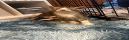 Domestic Shorthair cats for sale: Kittens for sale  - Advert 6