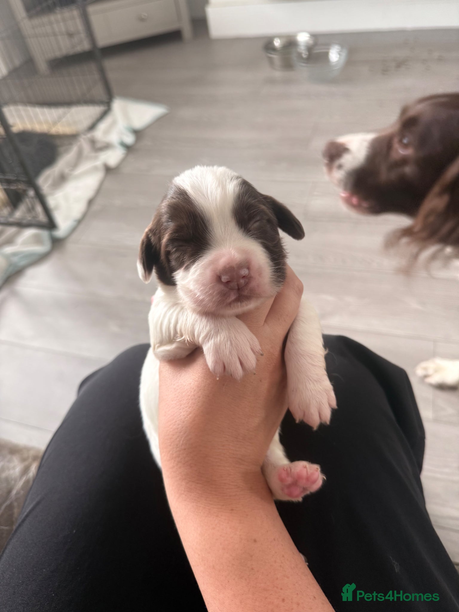 English Springer Spaniel dogs for sale: Kc registered English springer spaniel puppies  in Ryton - Advert 7