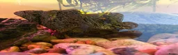 Axolotl reptiles for sale: X3 axolotls  in Manchester - Advert 5