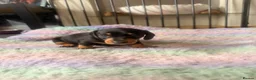 Dachshund dogs for sale: 4 traditional Black and Tan dachshund puppies  - Advert 4