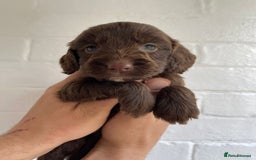 Cockapoo dogs for sale: Adorable Cockerpoo Puppies Ready - Image 13