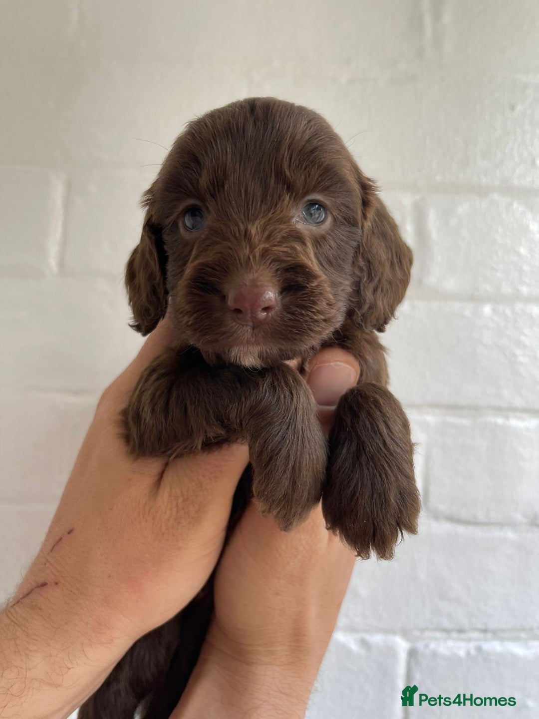 Cockapoo dogs for sale: Adorable Cockerpoo Puppies Ready - Image 13